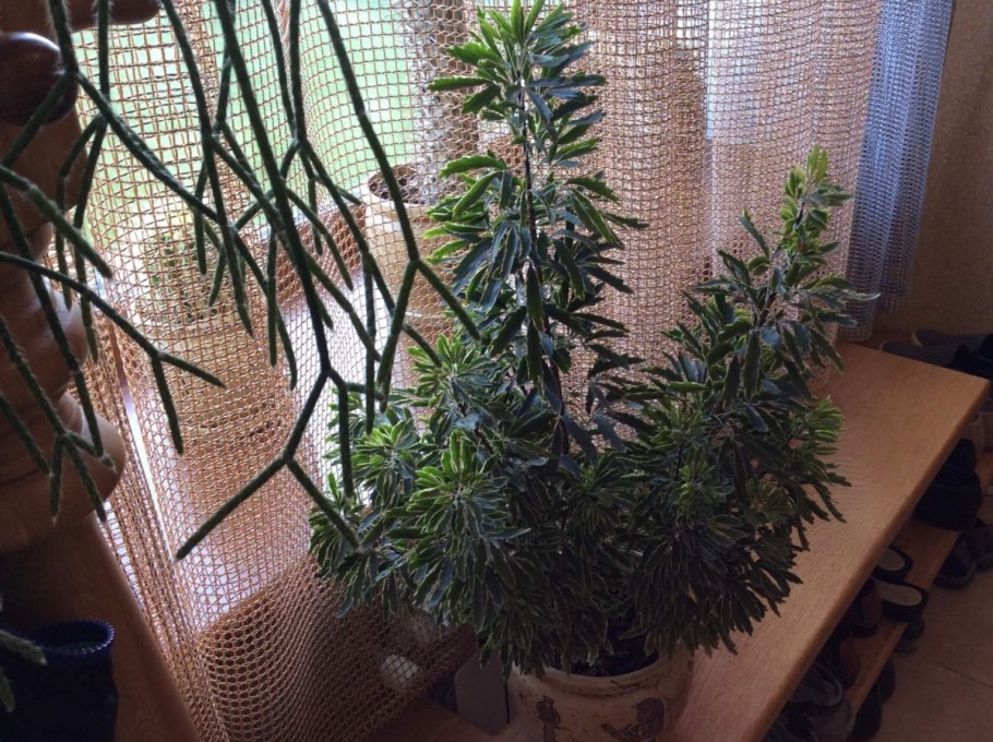 Дизиготека Элегантиссима цветение