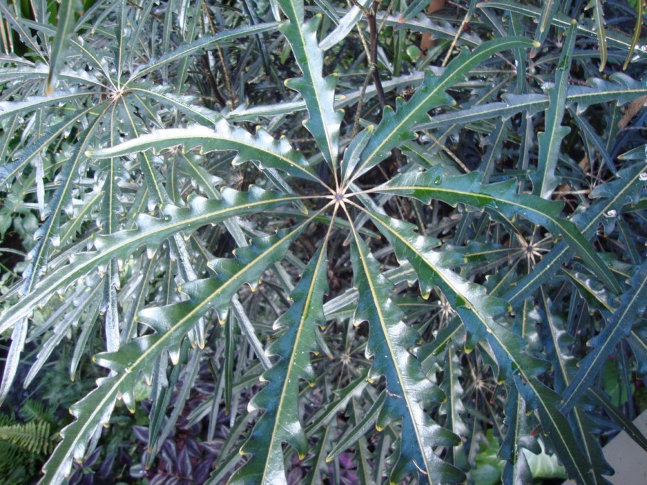 Дизиготека Кастор