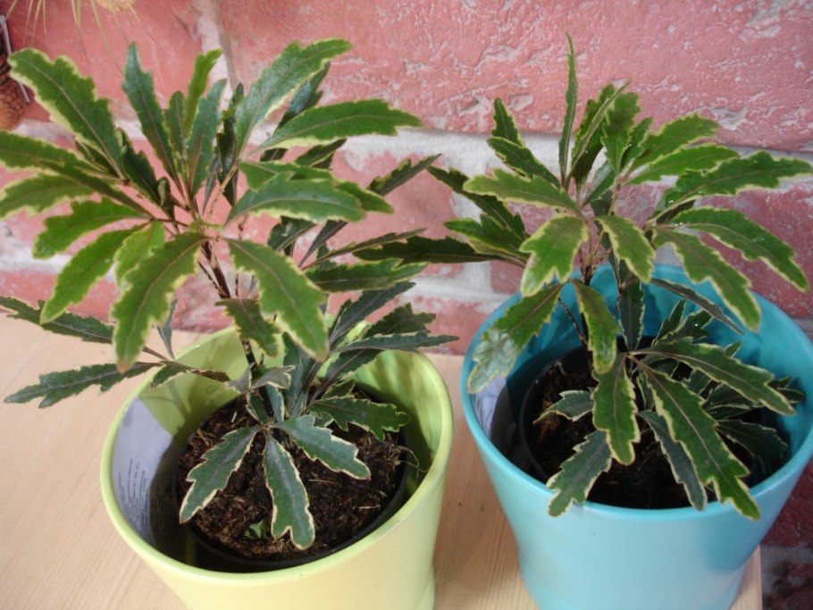 Дизиготека Элегантиссима