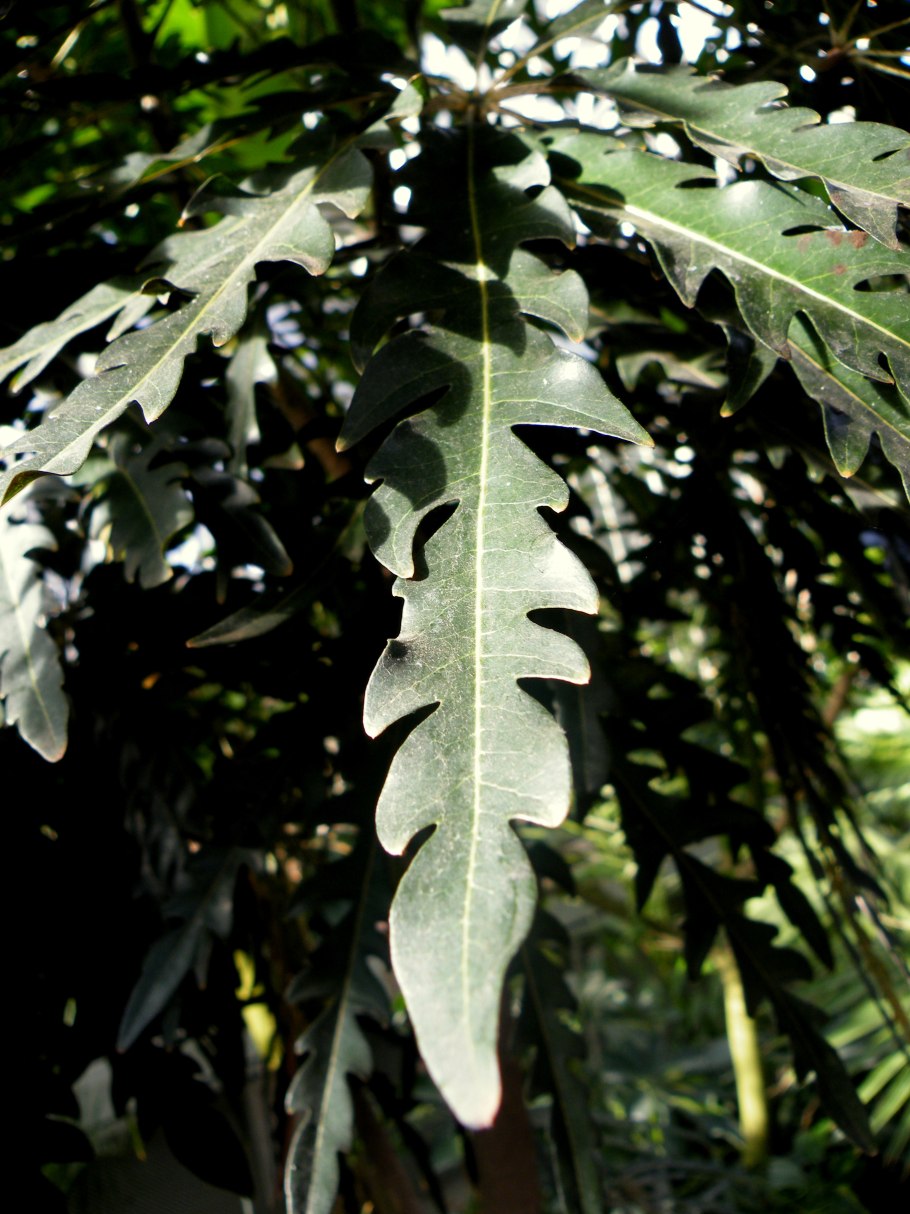 Schefflera elegantissima