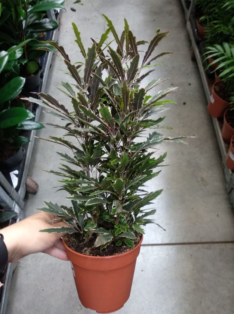 Дизиготека кастор