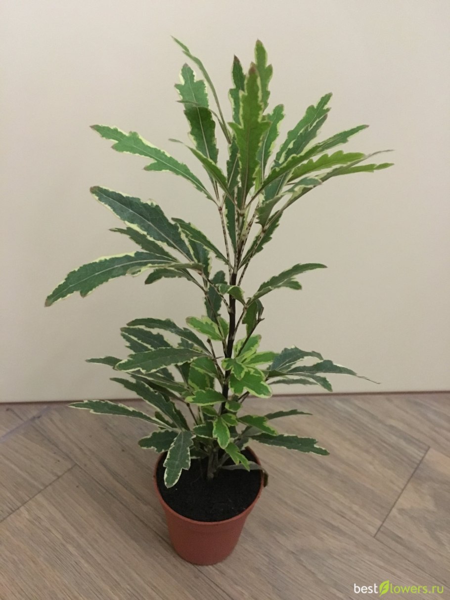 Дизиготека Вейча