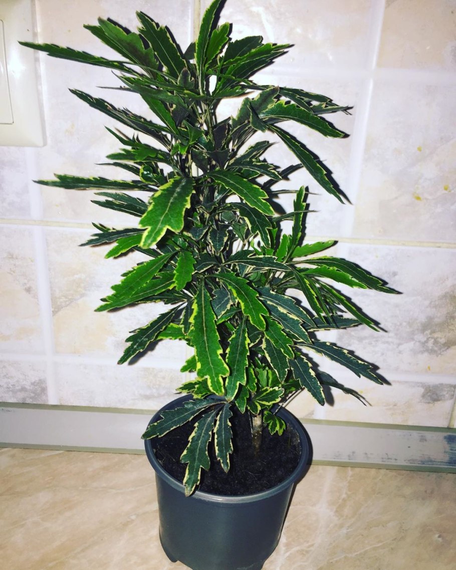 Дизиготека Бианка