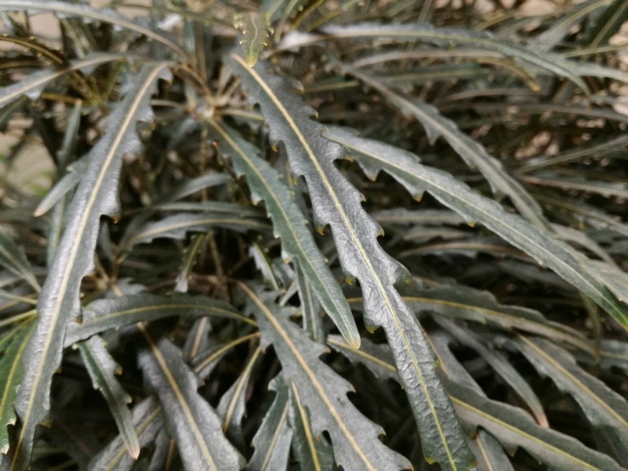 Дизиготека Бианка