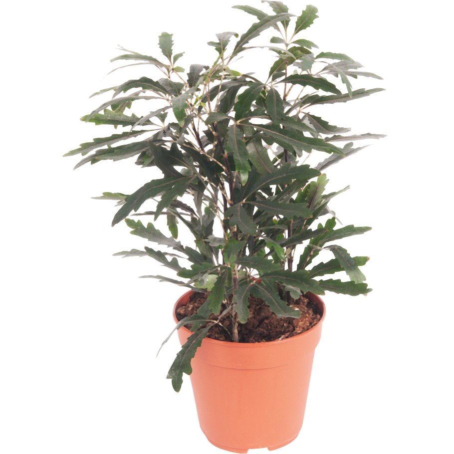 Дизиготека Castor