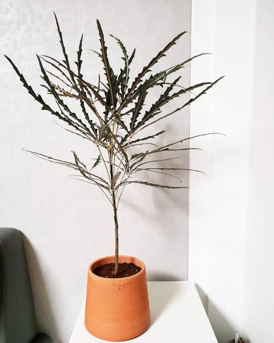 Дизиготека Керхова