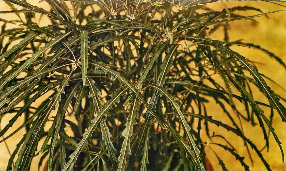 Дизиготека Элегантиссима