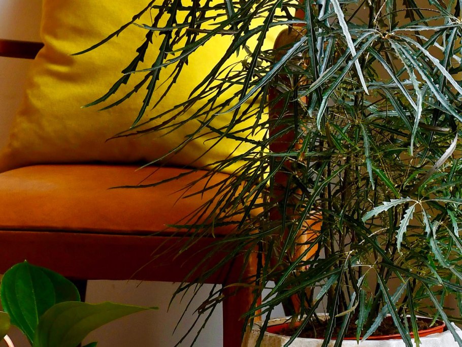 Дизиготека изящная