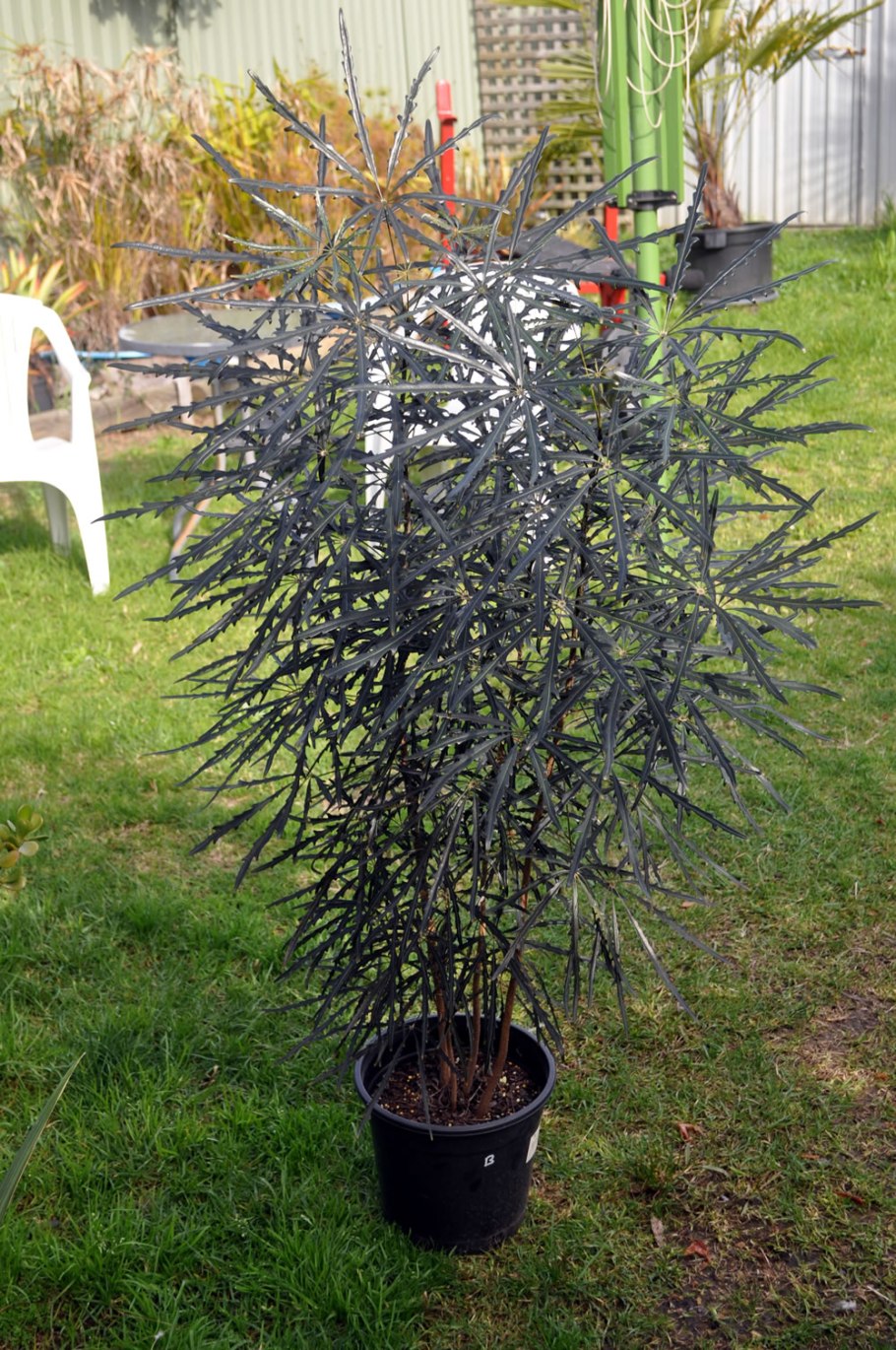 Дизиготека в природе