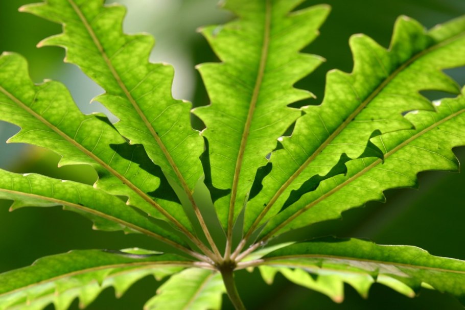 Дизиготека Dizygotheca Элегантиссима Спайдер