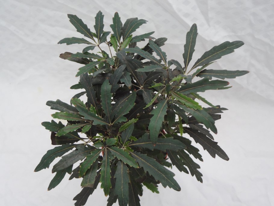 Дизиготека elegantissima