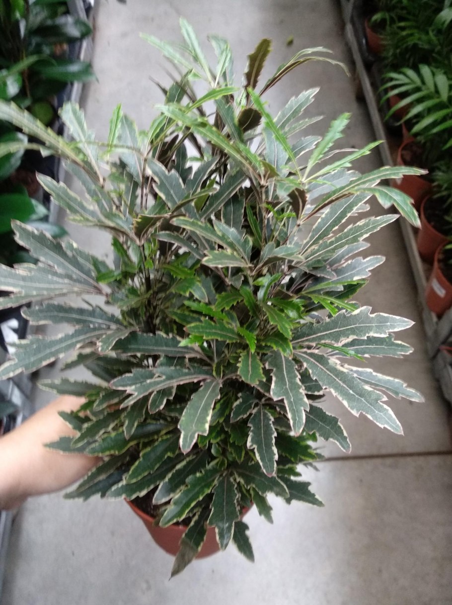 Шеффлера Дизиготека Бьянка