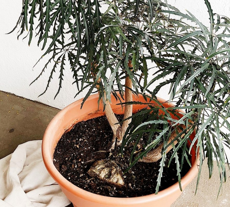 Дизиготека изящнейшая латынь