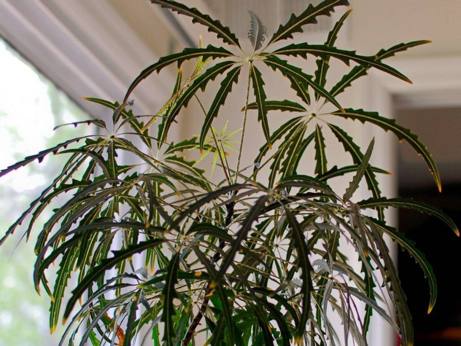 Дизиготека Аралия