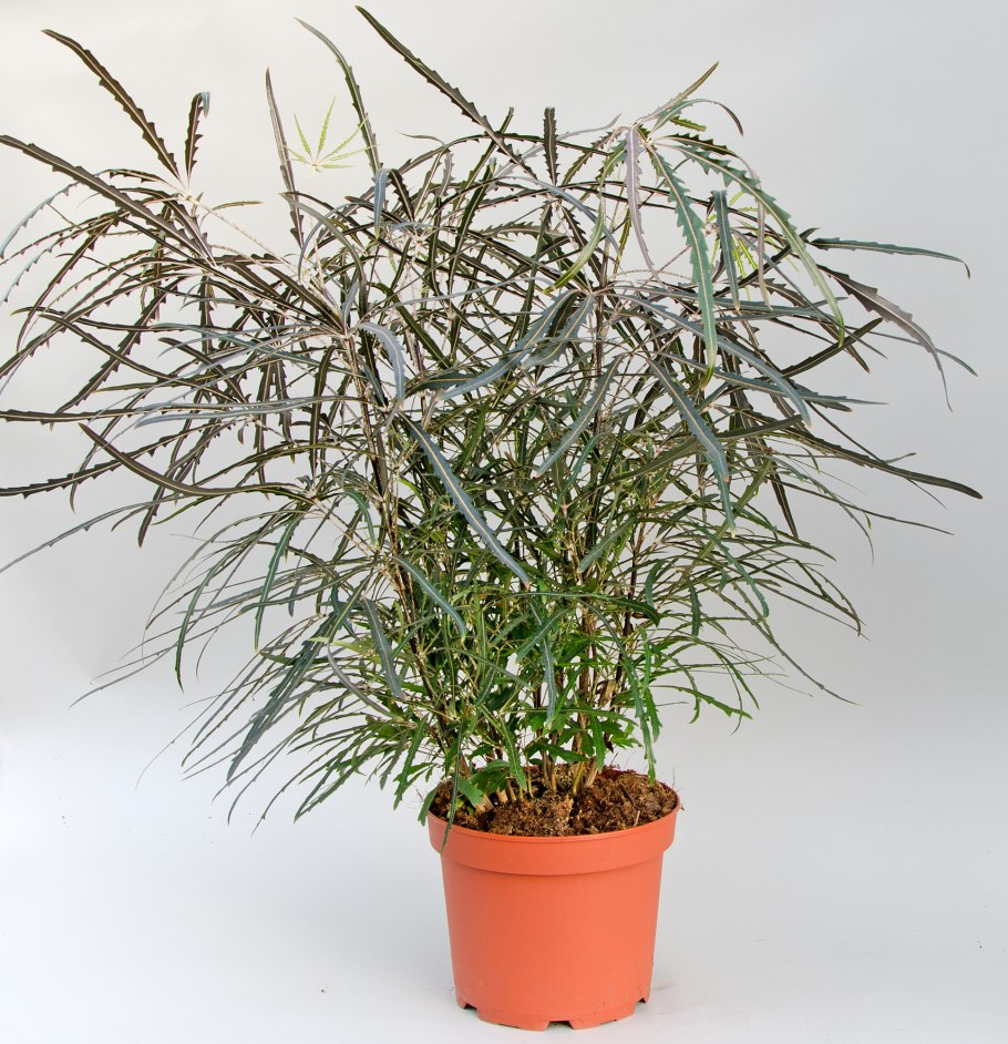 Дизиготека цветок комнатный