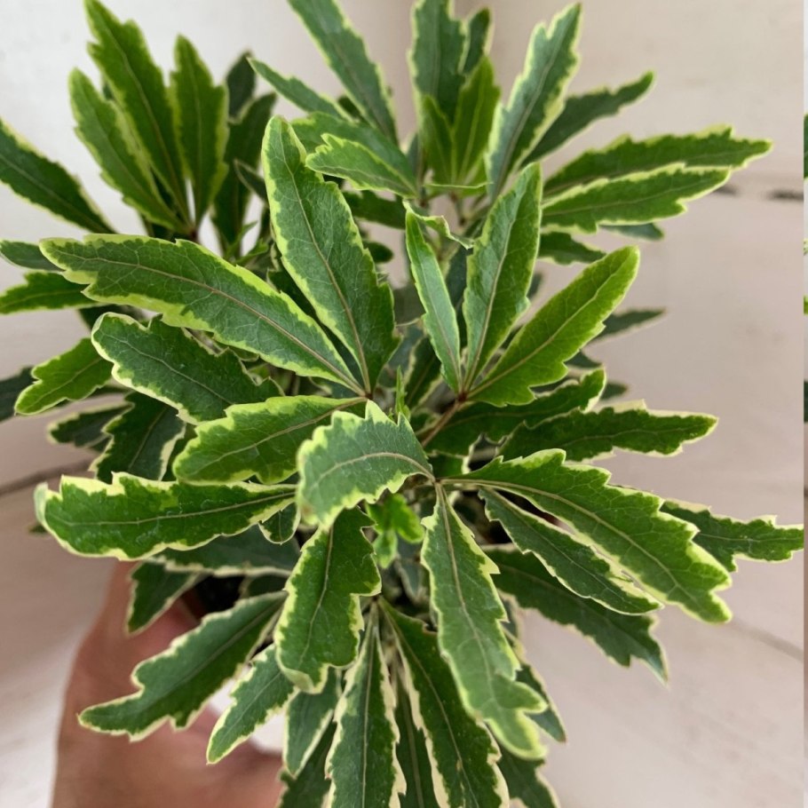 Дизиготека Бианка