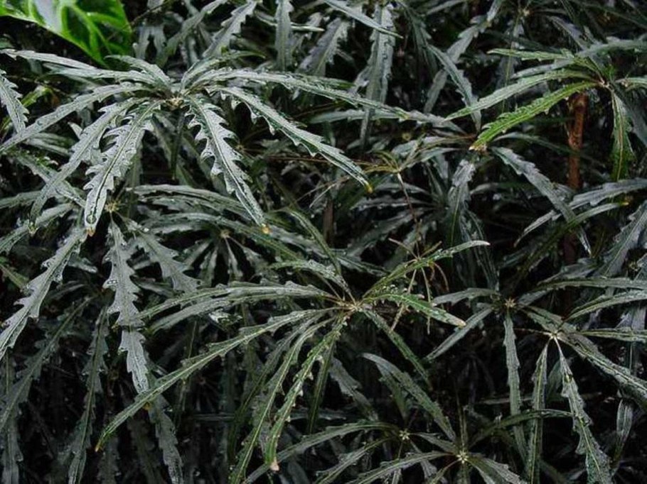 Дизиготека Аралия