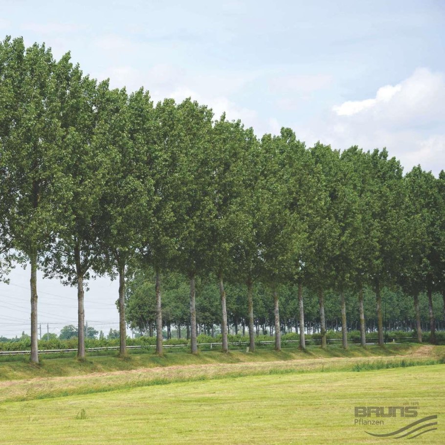 Тополь канадский золотистый на прозрачном фоне