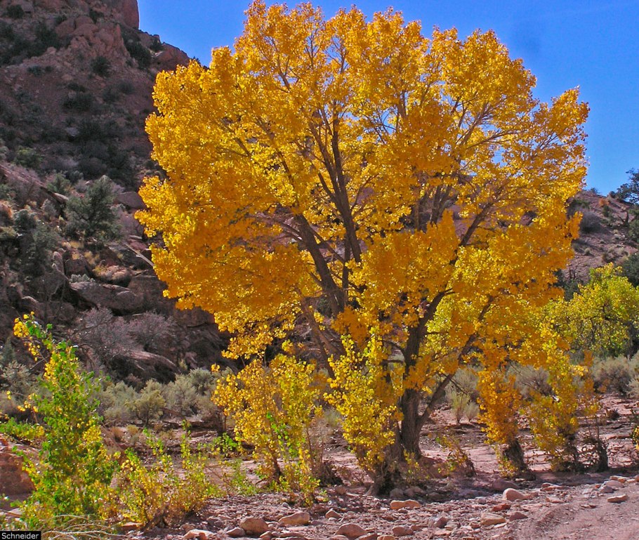 Тополь канадский robusta