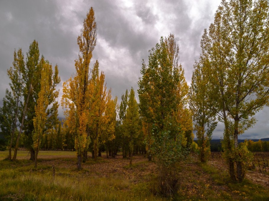 Три дерева осенью