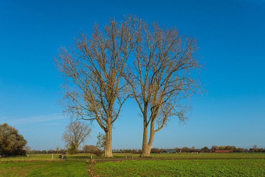 Тополь канадский (Populus canadensis)