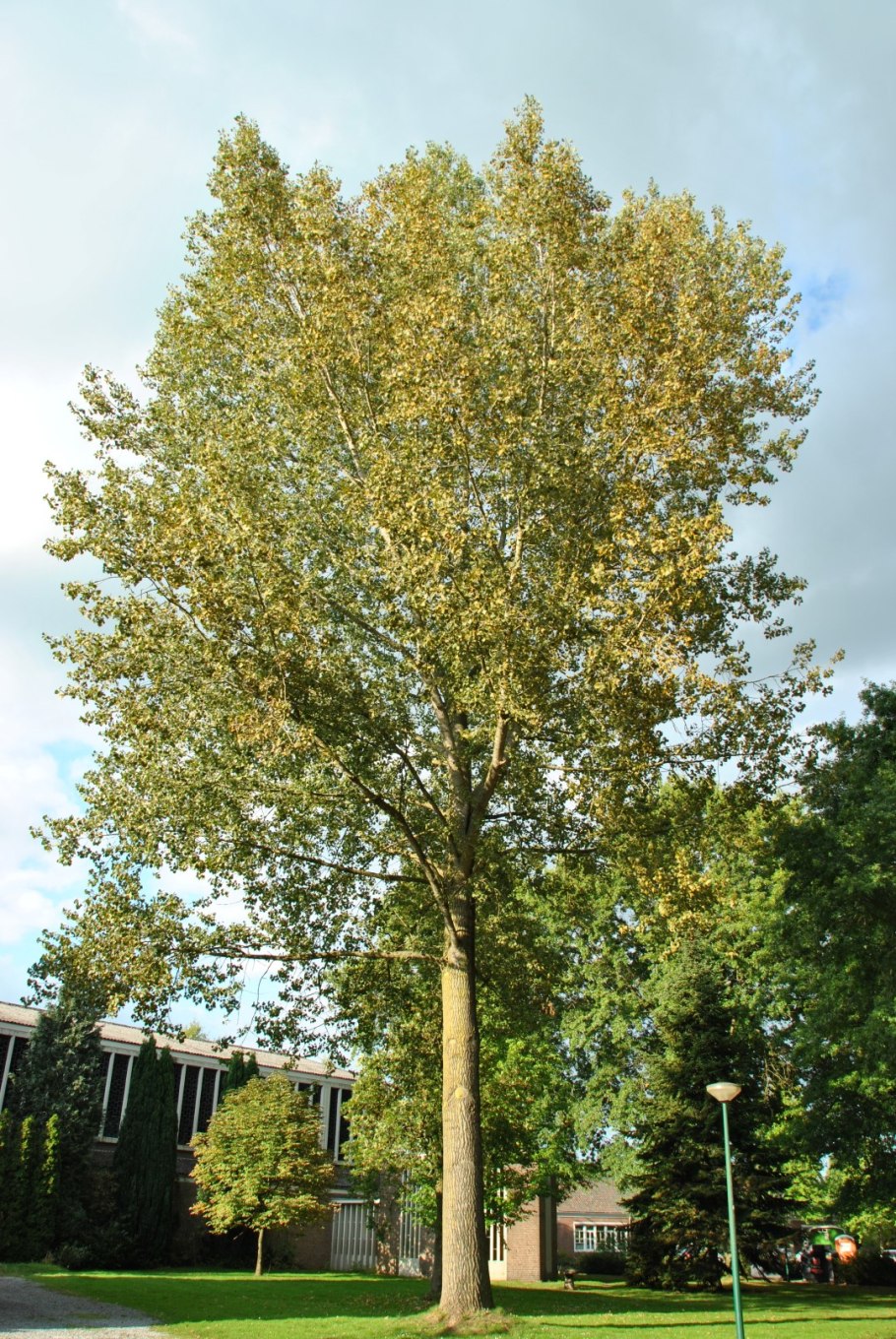 Тополь дельтовидный