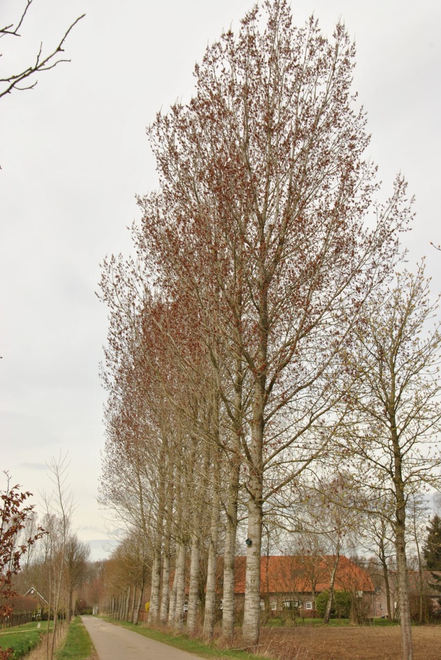 Populus canadensis