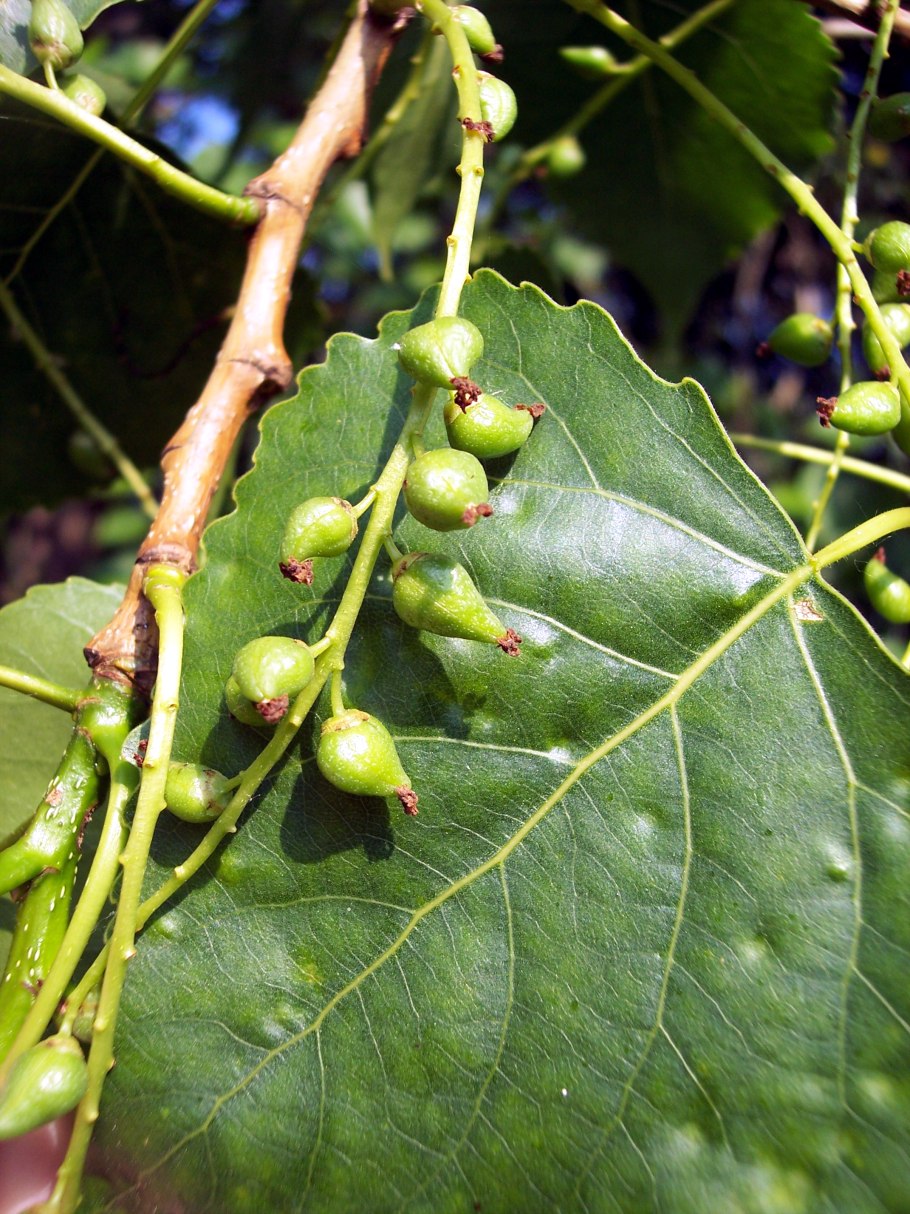 Тополь канадский Серотина Аурея