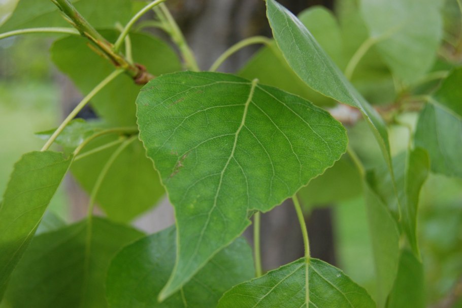 Тополь канадский (Populus canadensis)