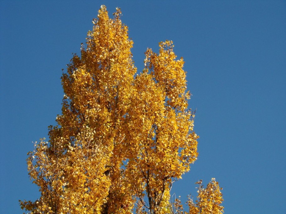 Тополь канадский серотина аурея