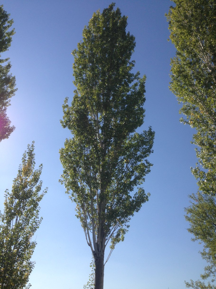 Кук Терак дарахти