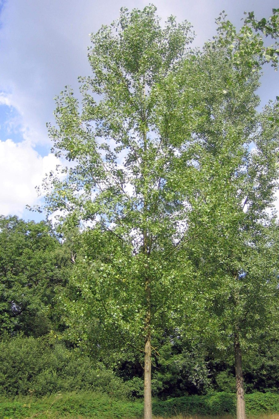 Осина обыкновенная populus tremula