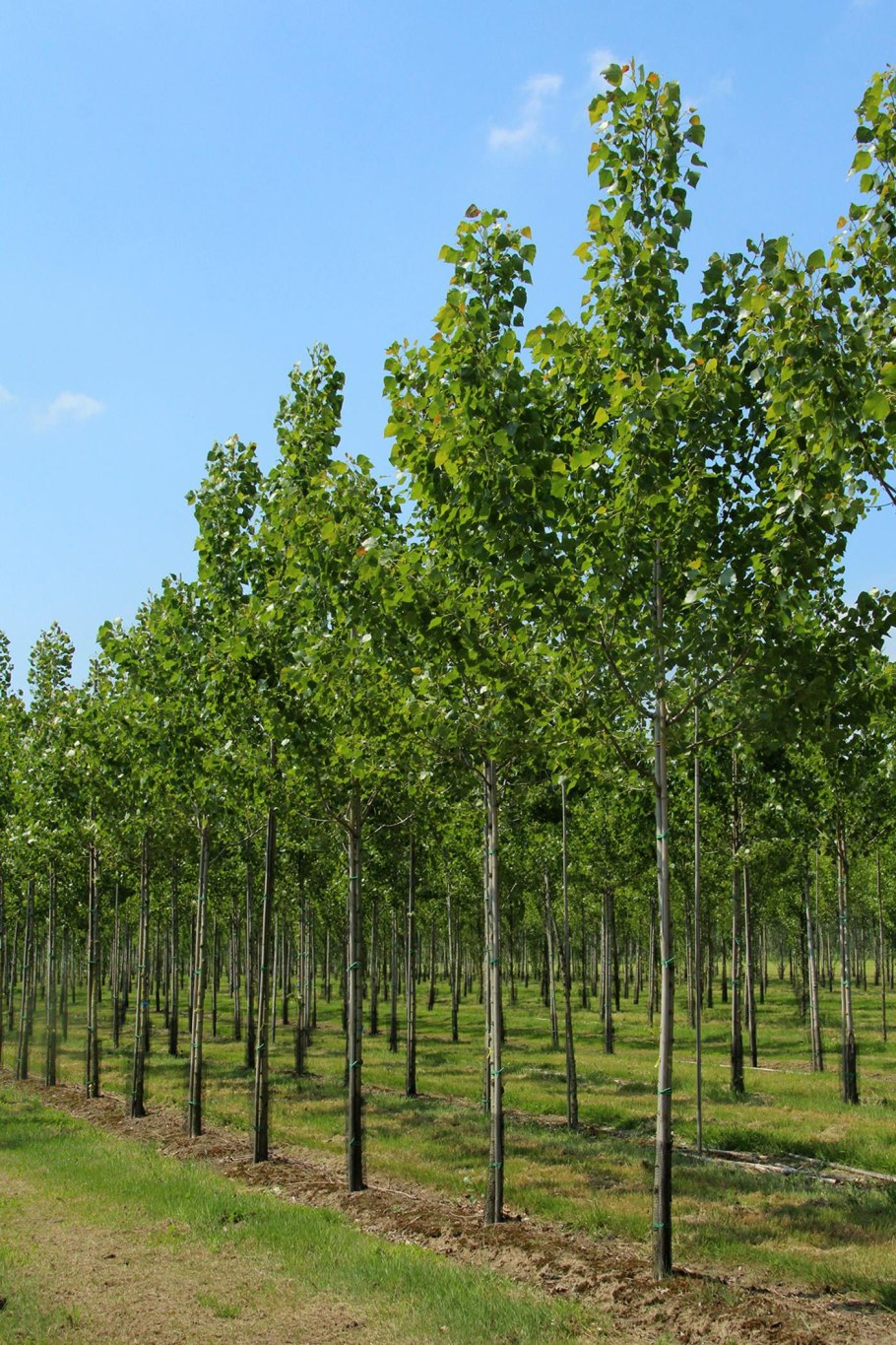 Тополь Болле Populus bolleana