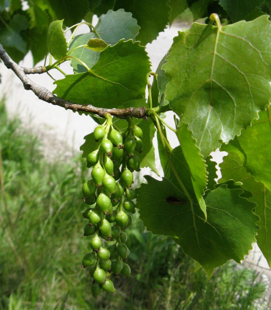 Populus canadensis