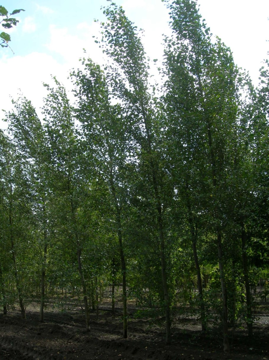 Betula pendula fastigiata