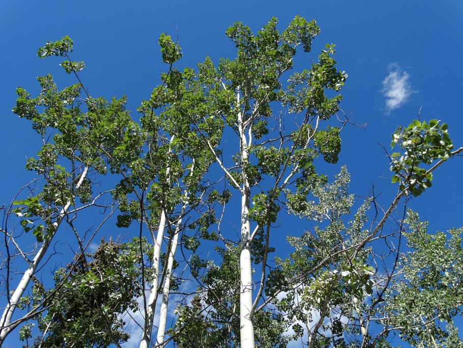 Populus tremuloides