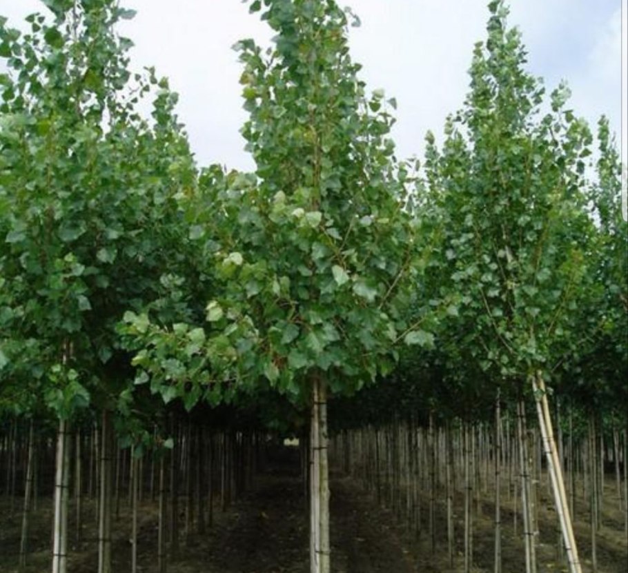 Липа мелколистная tilia cordata