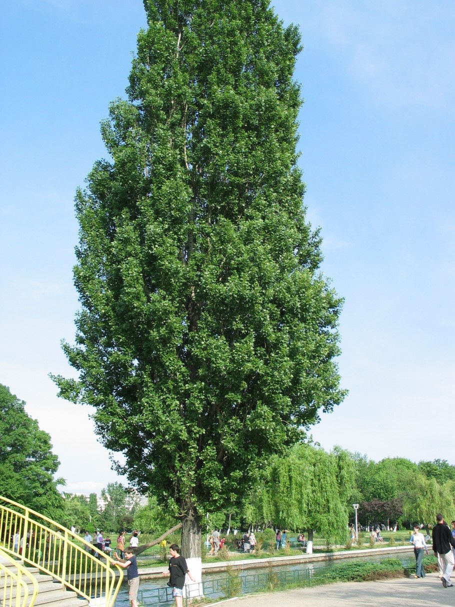 Черный Тополь-осокорь-дерево