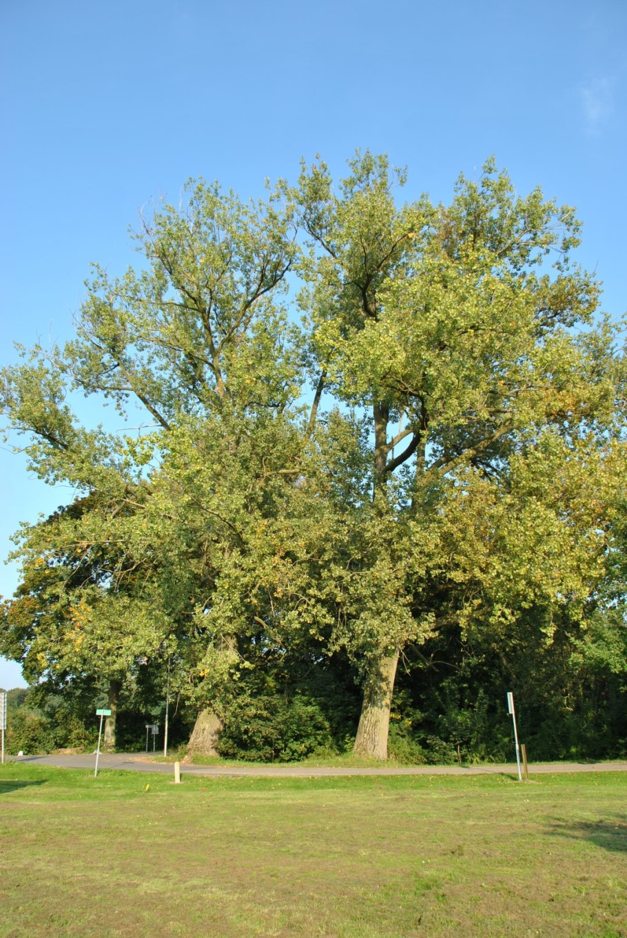 Канадский тополь дерево