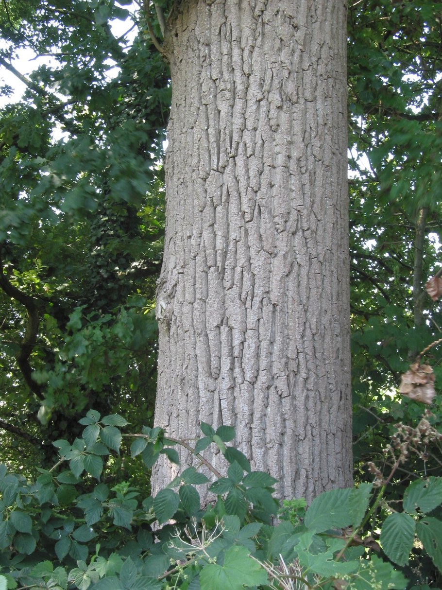 Канадский тополь дерево