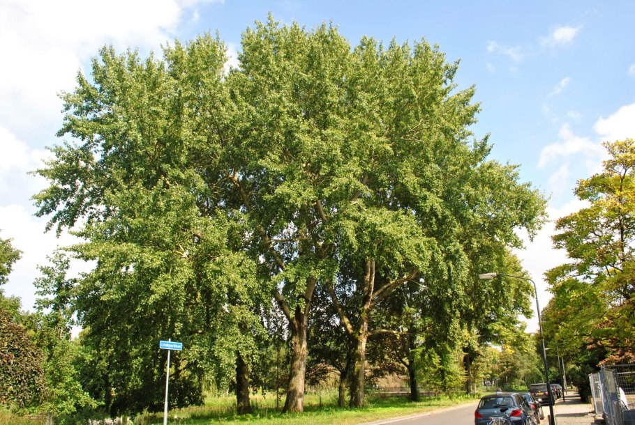 Тополь канадский (populus canadensis)
