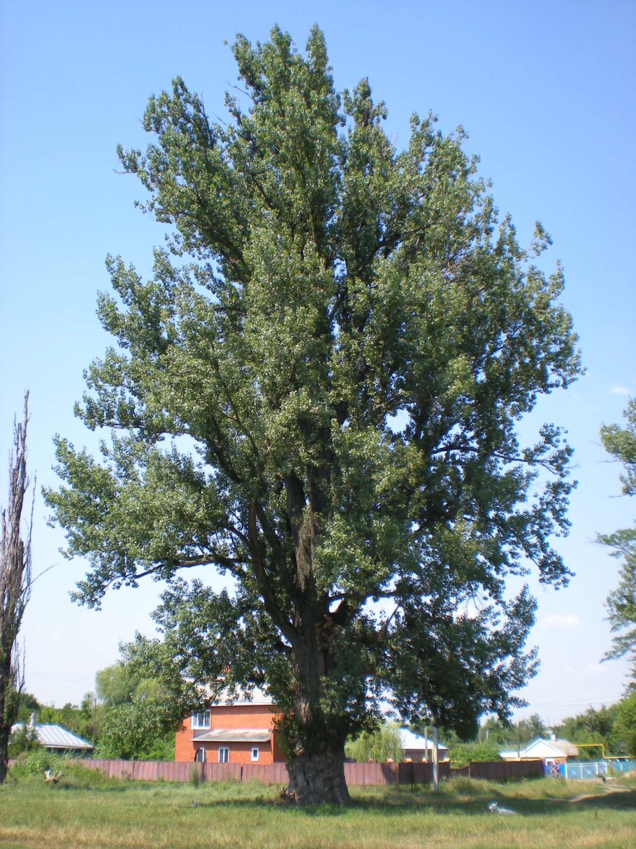 Тополь пирамидальный листья