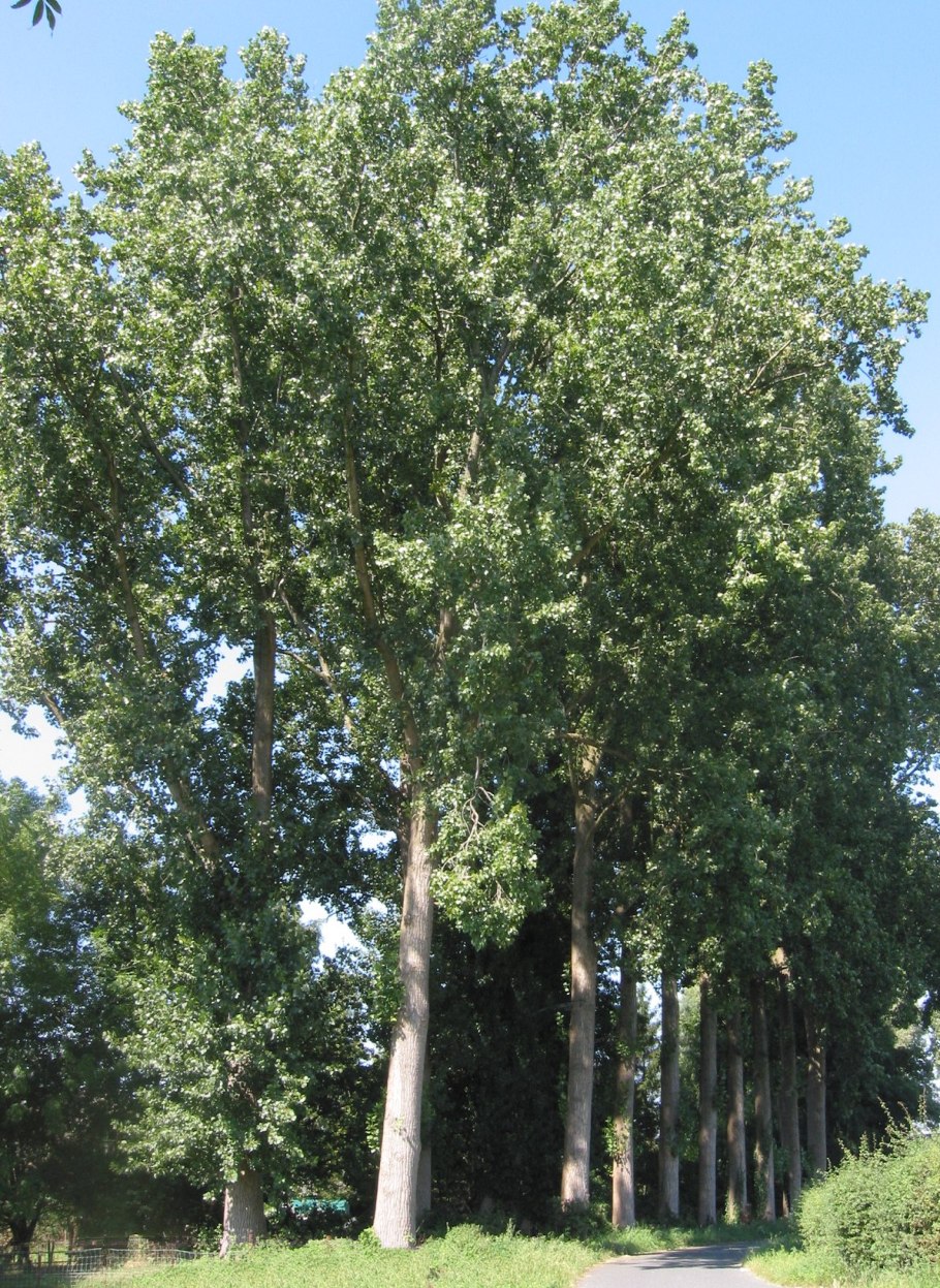Тополь populus alba