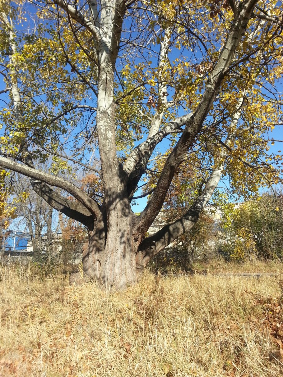 Дерево осени