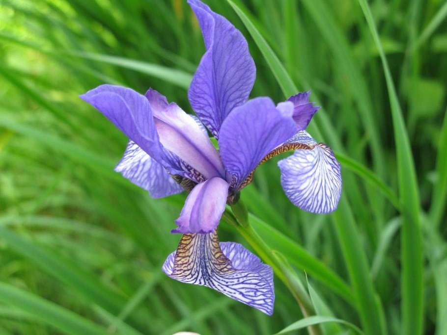 Ирис Касатик Сибирский