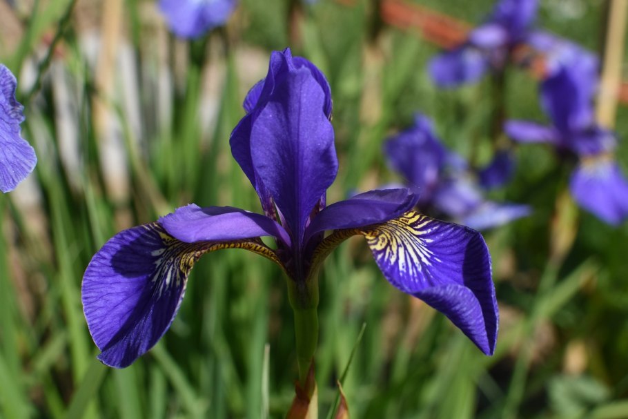 Ирис Сибирский (Iris sibirica &#96;Barcelona&#96;)