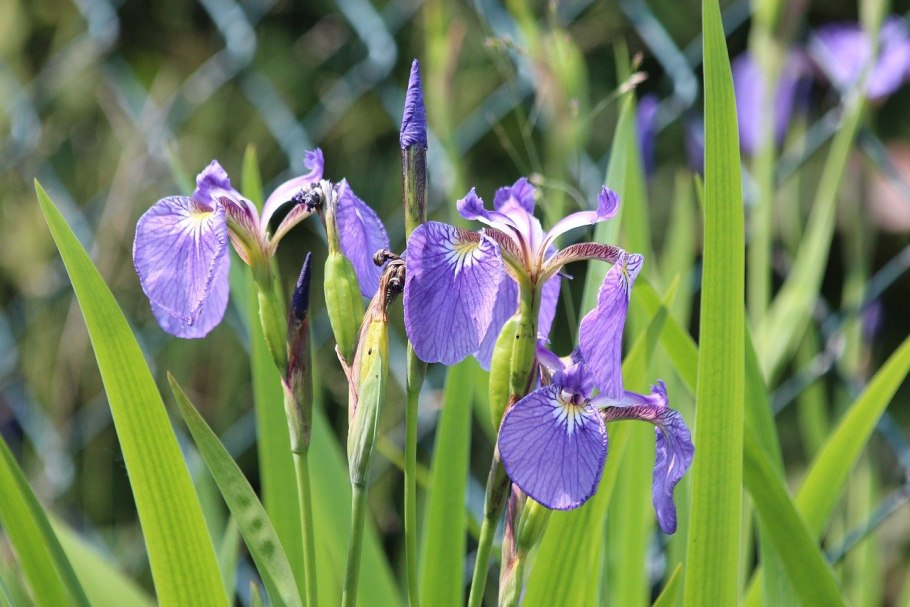 Ирис Сибирский (Iris sibirica &#96;Barcelona&#96;)