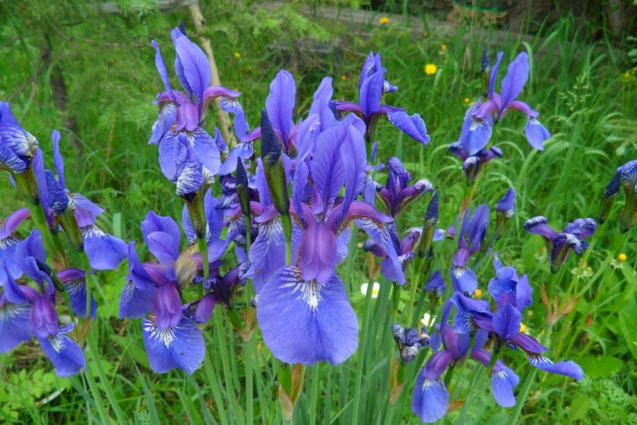 Касатик (Ирис) Байкал