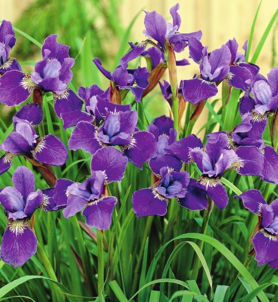 Ирис сибирский iris sibirica