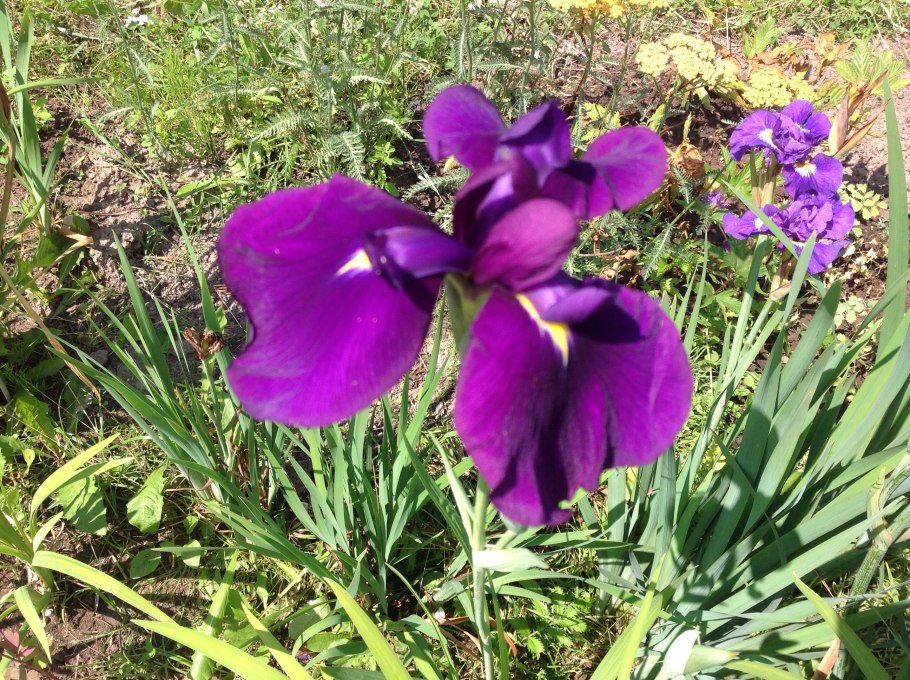 Ирис сибирский кита но сейза